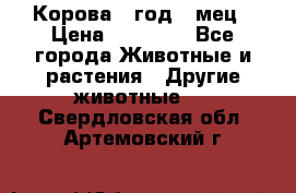 Корова 1 год 4 мец › Цена ­ 27 000 - Все города Животные и растения » Другие животные   . Свердловская обл.,Артемовский г.